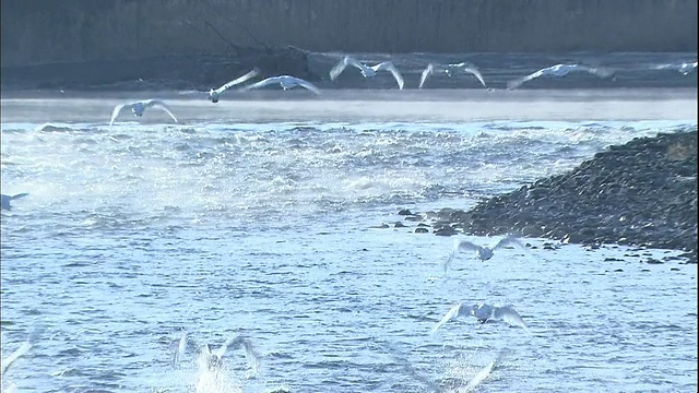 一群天鹅从日本长野的西川河起飞。视频素材