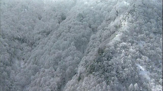 日本爱媛市的石嘴山上，霜冻覆盖了一片森林。视频素材