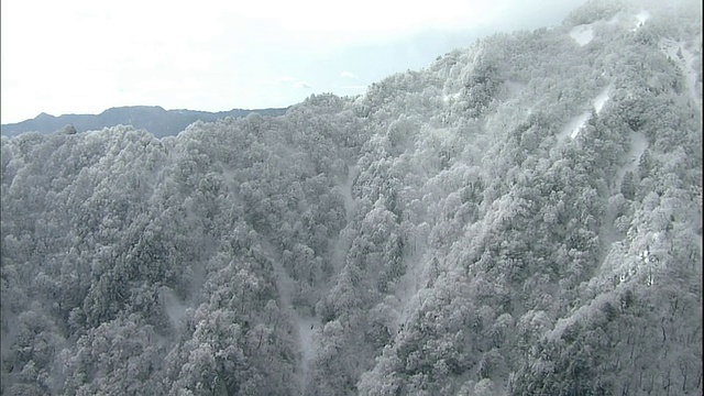 日本爱媛市的石嘴山上，一大片森林被霜冻覆盖。视频素材