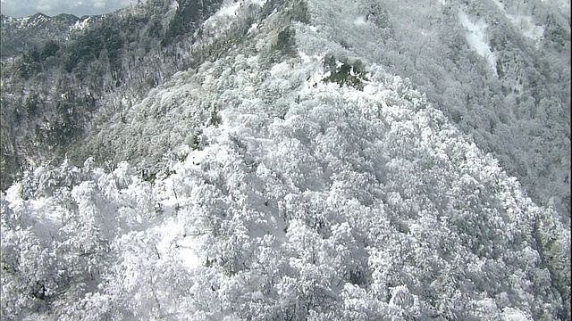 日本爱媛市，一层薄雾覆盖着石嘴山的森林。视频素材