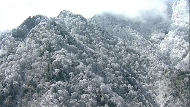 日本爱媛市，一层薄雾覆盖着石嘴山上的一大片森林。视频素材