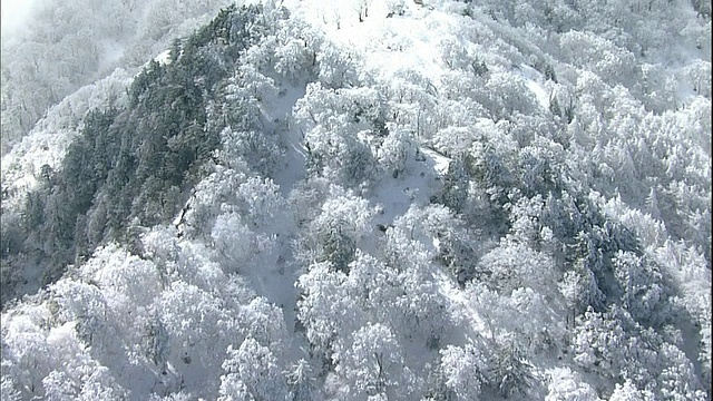 日本爱媛市石祖山的森林被霜雪覆盖。视频素材