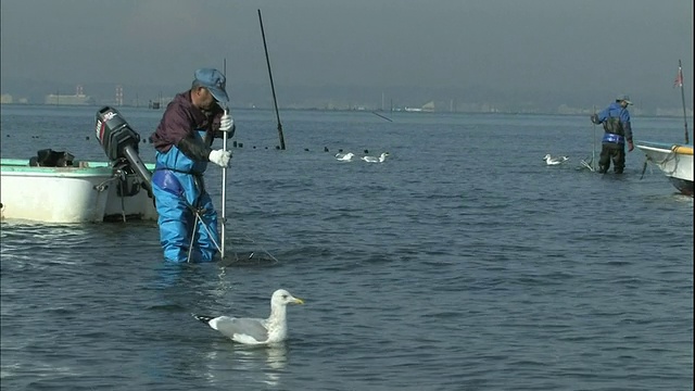 海鸥在东京湾游泳，渔民在那里收集蛤蜊。视频素材