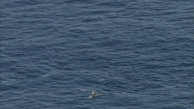 日本相模湾，一群瑞索海豚浮出水面。视频素材