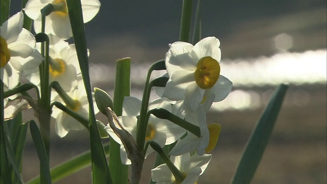 日本大山仙maida梯田上盛开的水仙花在微风中摇曳。视频素材