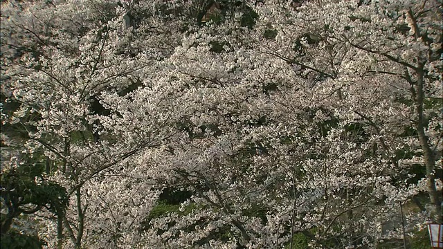 尖阁寺公园的樱花在微风中摇曳。视频素材