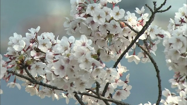 日本尾道，一艘渡船驶近码头，樱花在微风中摇曳视频素材