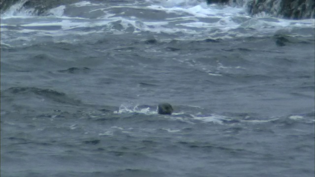 海獭在日本北海道诺沙浦角的海岸玩耍和溅水。视频素材