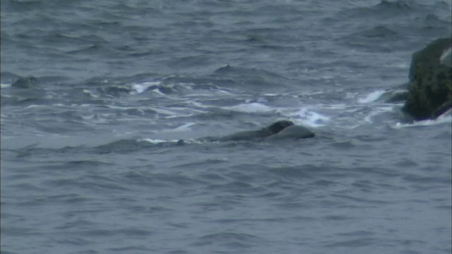 海獭在日本北海道诺沙浦角的海岸玩耍和溅水视频素材