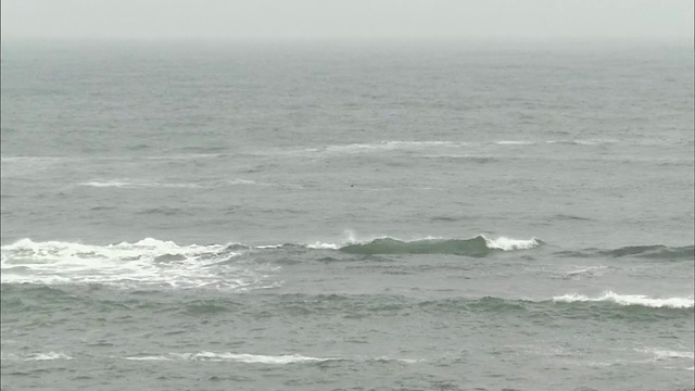 在日本北海道的诺沙浦角海岸，一只海獭趴在背上吃东西。视频素材