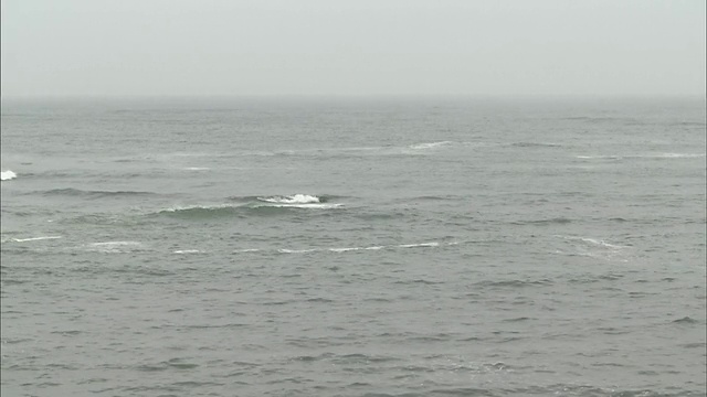 一只海獭在日本北海道诺沙浦角海岸外的海洋中游泳。视频素材