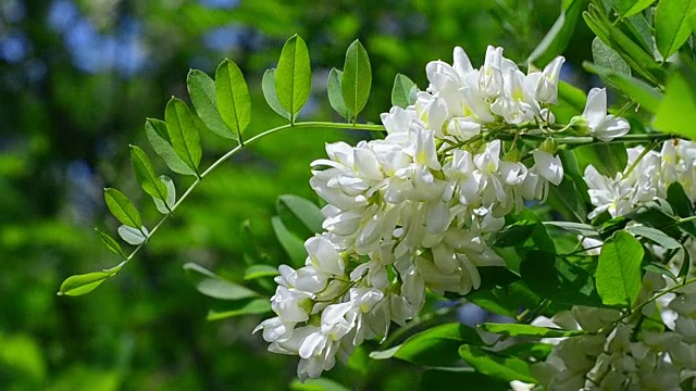 白花刺槐视频素材