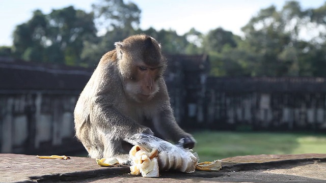 猴子打开游客送的食物视频下载