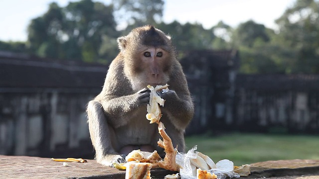 猴子在吃游客的食物视频下载