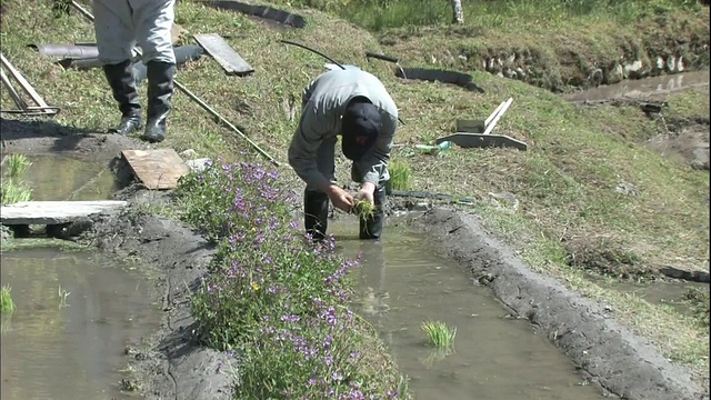 农民在稻田里种植水稻幼苗在Maruyama水稻梯田在日本三重。视频素材