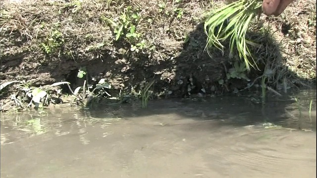 一名农民在稻田里种植水稻，Maruyama Senmaida水稻梯田。视频素材