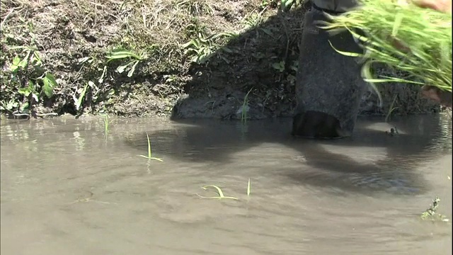 一位农民在日本丸山仙maida梯田的稻田里种植水稻。视频素材