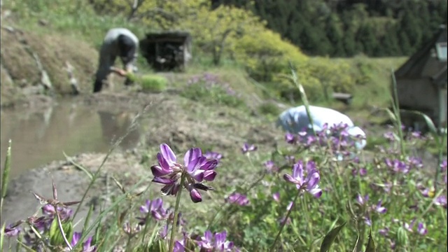 农民在稻田里种植水稻，Maruyama Senmaida水稻梯田在日本Mie。视频素材