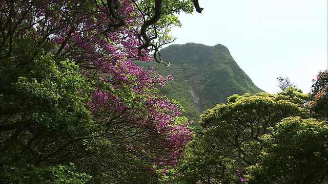 杜鹃花点缀着日本箱根最高的山神山。视频素材