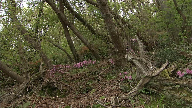 粉红色的岩上花盛开在日本神山上的森林里。视频素材