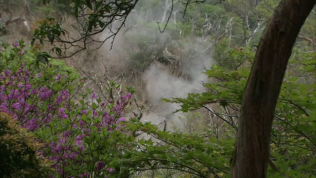 在日本的神山上，火山蒸汽从茂密的森林中升起。视频素材