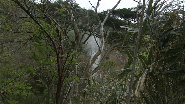 日本箱根上神山上，火山蒸汽从茂密的森林中升起。视频素材