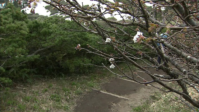 徒步旅行者走下一条小径，经过枣山的野生樱桃树。视频素材