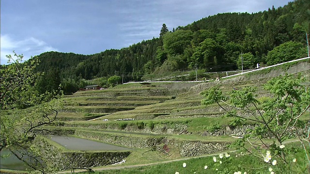 日本岐阜，茂密的森林环绕着Sakaori梯田。视频素材