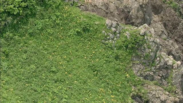 黄甘草生长在佐渡岛野味岩的悬崖上。视频素材