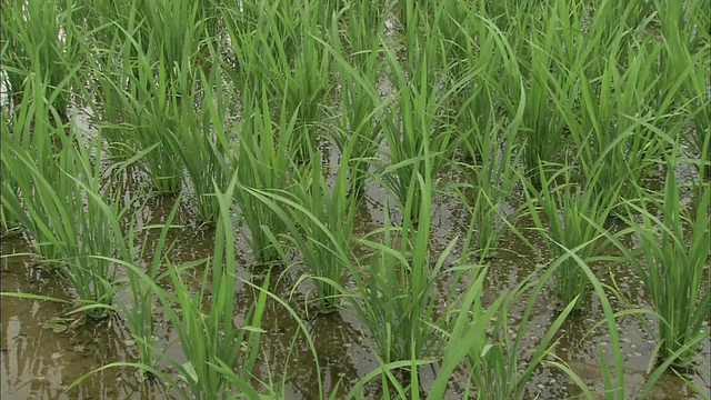 水稻植株生长在日本秋田附近潮湿的稻田里视频素材