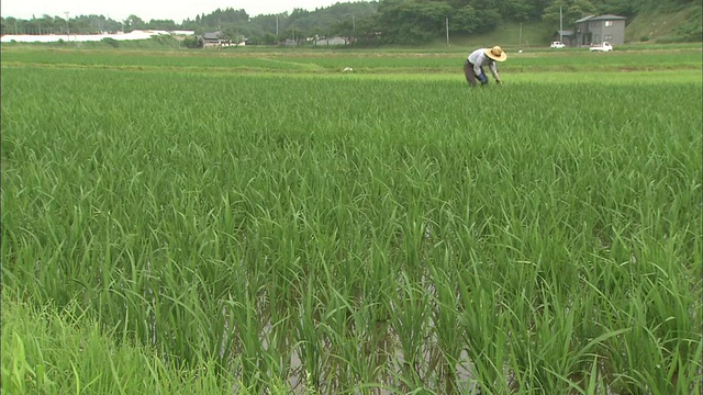 一个农民在稻田里照料作物。视频素材