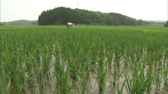 一个农民戴着一顶草帽在稻田里干活。视频素材