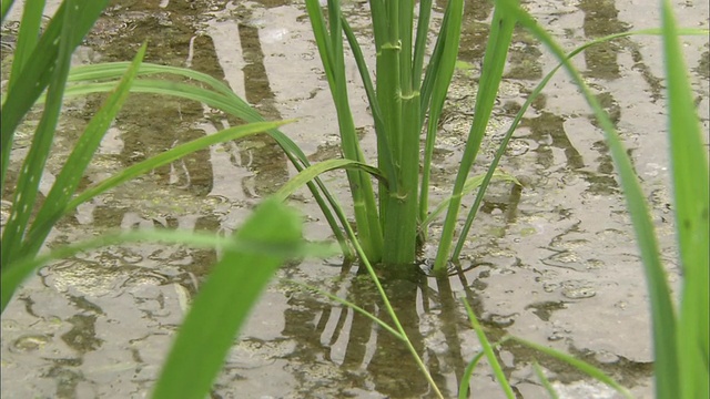 水稻植株的图像反映在稻田中。视频素材