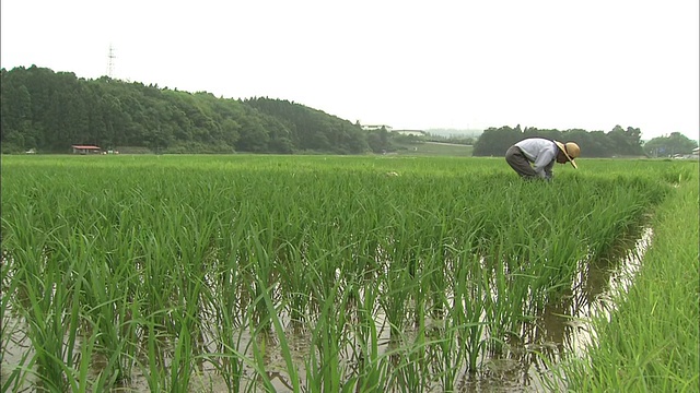 农夫弯腰在稻田里除草。视频素材