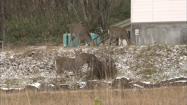 日本北海道一处民居附近，野藏鹿在白雪皑皑的地面上吃草。视频素材