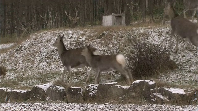 野藏鹿看着镜头，然后在日本北海道逃跑。视频素材