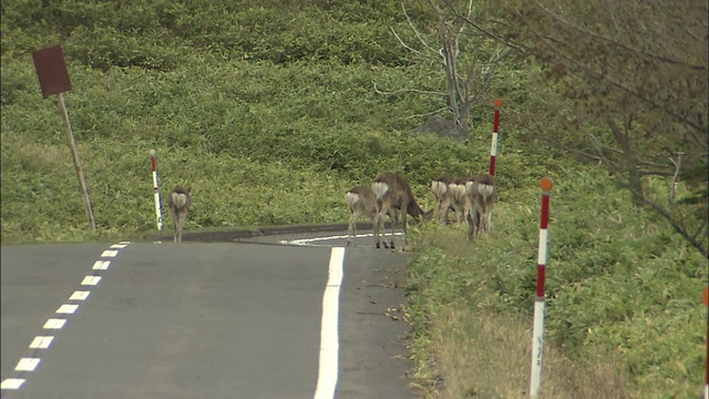 日本北海道，在一条空无一人的道路旁，野藏鹿在草地上吃草。视频素材