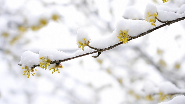 雪花落在盛开的黄色樱花枝上视频素材