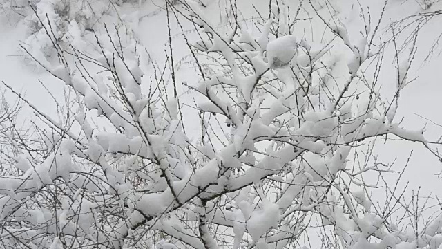 白雪落在樱花枝上视频素材