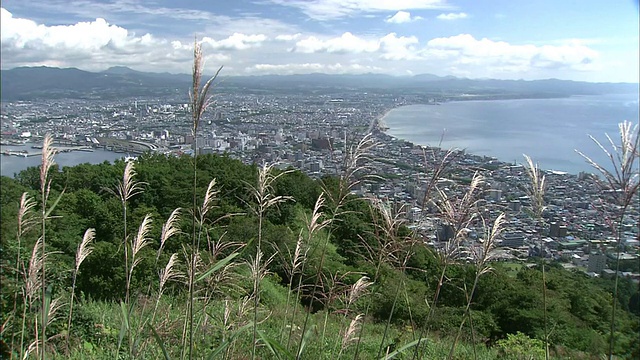 日本沿海城市函馆，银色的草在长满草的山顶上摇摆。视频素材