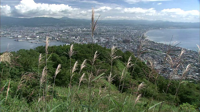 日本沿海城市函馆郁郁葱葱的山顶上，银色的草在颤动。视频素材