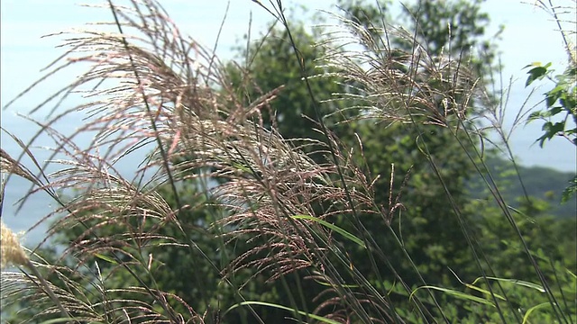 日本的银草斜倚在日本沿海城市函馆郁郁葱葱的山坡上。视频素材