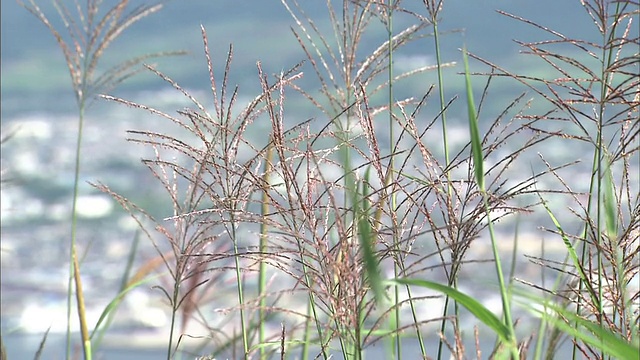 微风吹过长长的日本银草茎。视频素材