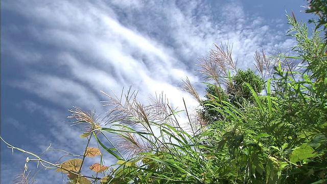 美丽的日本银草与多云的蓝天形成了鲜明的对比。视频素材