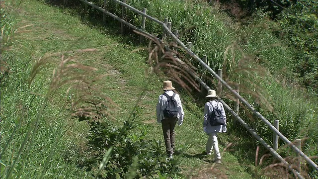 在函馆山，徒步旅行者沿着一条被日本银色草地环绕的小路行走。视频素材