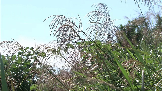 微风吹拂着银色的日本草。视频素材