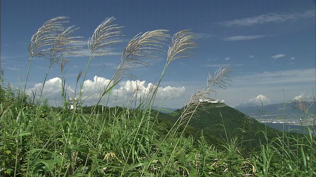 日本函馆山上的银草在微风中弯曲。视频素材