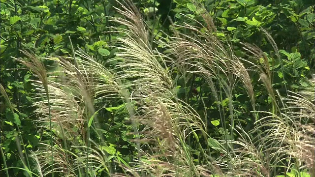 微风吹弯了函馆山上的日本银草。视频素材