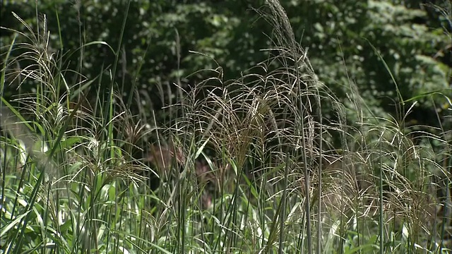 日本银草在微风中弯曲和沙沙作响。视频素材