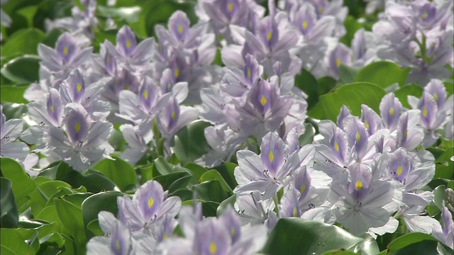 日本枥木县，水葫芦花迎风飘舞。视频素材